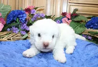 White Yorkie-Chon Boy Male , a male Bichon Frise and Yorkshire Terrier for sale in Colville, WA – 7 of 10