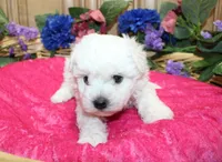 White Yorkie-Chon Bonna female, a male Bichon Frise and Yorkshire Terrier for sale in Colville, WA – 5 of 10