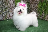 AKC Maltese male Zevs - adult size 5.5 lbs, a male Maltese for sale in Colville, WA – 7 of 8