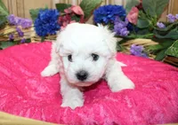 White Yorkie-Chon Bonna female, a male Bichon Frise and Yorkshire Terrier for sale in Colville, WA – 6 of 10