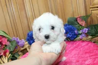 AKC Bichon Frise Chenna - Female, a female Bichon Frise for sale in Evans, WA – 3 of 5