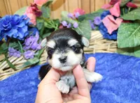 Dianar - Male Morkie - 4.5 lbs as adult, a male Morkie for sale in Colville, WA – 2 of 10