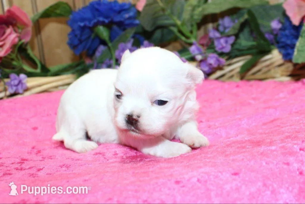 AKC Mira Maltese female puppy, a female Maltese for sale in Colville, WA – Photo 2 of 8