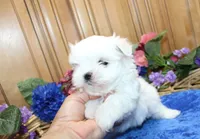 AKC Maltese male Zaron - adult size 6 lbs, a male Maltese for sale in Colville, WA – 6 of 8
