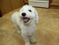 White Yorkie-Chon Bella female, a male Bichon Frise and Yorkshire Terrier for sale in Colville, WA – 10 of 10