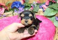 AKC Irinka Yorkshire Terrier Girl - adult size 6 lbs, a female Yorkshire Terrier for sale in Colville, WA – 3 of 8