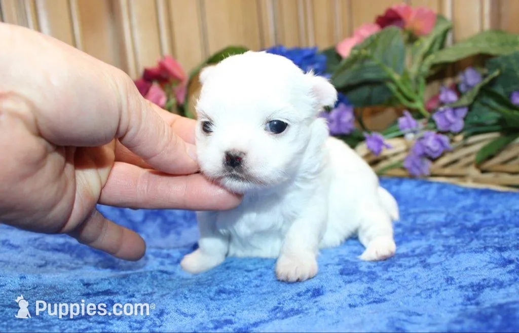 AKC Mayor Maltese male puppy, a male Maltese for sale in Colville, WA – Photo 8 of 10
