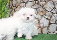 AKC Mario Maltese male puppy 4.5 lbs as adult, a male Maltese for sale in Colville, WA – 3 of 9