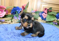 AKC Iris Yorkshire Terrier Boy - adult size 5.5 lbs, a male Yorkshire Terrier for sale in Colville, WA – 5 of 7