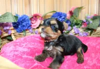 AKC Iriska Yorkshire Terrier Girl - adult size 4.5 lbs, a female Yorkshire Terrier for sale in Colville, WA – 8 of 8