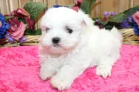 AKC Maltese female Zina - adult size 6 lbs, a female Maltese for sale in Colville, WA – 6 of 8