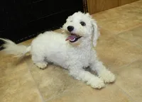 AKC Bichon Frise Cheer - Female, a female Bichon Frise for sale in Evans, WA – 6 of 6