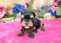 AKC Iriska Yorkshire Terrier Girl - adult size 4.5 lbs, a female Yorkshire Terrier for sale in Colville, WA – 4 of 8