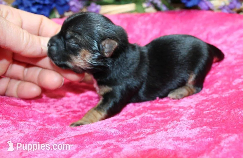 Morkie Puppy Bella, a female Morkie for sale in Colville, WA – Photo 4 of 7