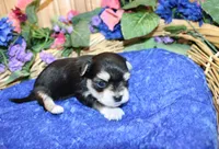 Dianar - Male Morkie - 4.5 lbs as adult, a male Morkie for sale in Colville, WA – 5 of 10