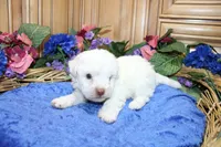 White Yorkie-Chon Boy Male , a male Bichon Frise and Yorkshire Terrier for sale in Colville, WA – 6 of 10