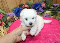 White Yorkie-Chon Bonna female, a male Bichon Frise and Yorkshire Terrier for sale in Colville, WA – 8 of 10