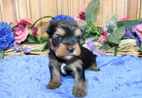 AKC Iris Yorkshire Terrier Boy - adult size 5.5 lbs, a male Yorkshire Terrier for sale in Colville, WA – 3 of 7