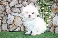 AKC Mario Maltese male puppy 4.5 lbs as adult, a male Maltese for sale in Colville, WA – 7 of 9