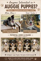 Scout, a male Pembroke Welsh Corgi and Miniature American Shepherd for sale in Monticello, AR – 2 of 7