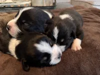 Goose, a male Pembroke Welsh Corgi and Miniature American Shepherd for sale in Monticello, AR – 5 of 8