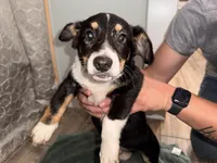 Maverick, a male Pembroke Welsh Corgi and Miniature Australian Shepherd for sale in Monticello, AR – 6 of 6