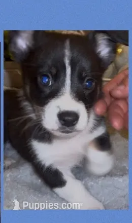 Goose – Pembroke Welsh Corgi, Miniature American Shepherd puppy for sale in Monticello, AR