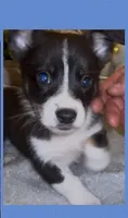 Goose, a male Pembroke Welsh Corgi and Miniature American Shepherd for sale in Monticello, AR – 1 of 8