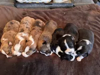 Goose, a male Pembroke Welsh Corgi and Miniature American Shepherd for sale in Monticello, AR – 7 of 8