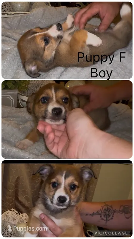 Scout – Pembroke Welsh Corgi, Miniature American Shepherd puppy for sale in Monticello, AR