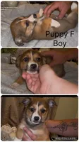 Scout, a male Pembroke Welsh Corgi and Miniature American Shepherd for sale in Monticello, AR – 1 of 7