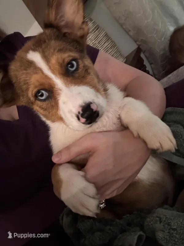 Junie – Pembroke Welsh Corgi, Miniature American Shepherd puppy on hold in Monticello, AR