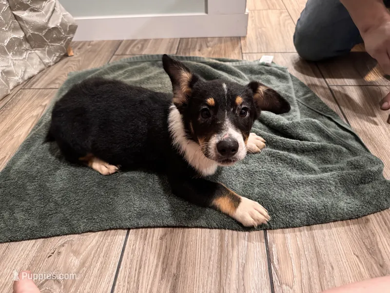 Maverick – Pembroke Welsh Corgi, Miniature Australian Shepherd puppy for sale in Monticello, AR