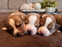 Milo, a male Pembroke Welsh Corgi and Miniature American Shepherd for sale in Monticello, AR – 5 of 7