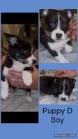 Goose, a male Pembroke Welsh Corgi and Miniature American Shepherd for sale in Monticello, AR – 2 of 8