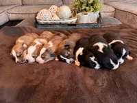 Junie, a female Pembroke Welsh Corgi and Miniature American Shepherd for sale in Monticello, AR – 5 of 7