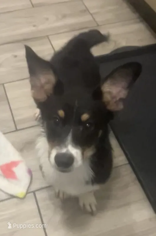 Maverick – Pembroke Welsh Corgi, Miniature Australian Shepherd puppy for sale in Monticello, AR