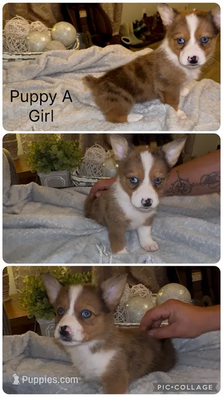 Junie – Pembroke Welsh Corgi, Miniature American Shepherd puppy for sale in Monticello, AR