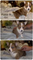 Junie, a female Pembroke Welsh Corgi and Miniature American Shepherd for sale in Monticello, AR – 1 of 7