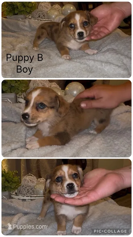 Milo – Pembroke Welsh Corgi, Miniature American Shepherd puppy for sale in Monticello, AR