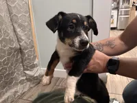 Maverick, a male Pembroke Welsh Corgi and Miniature Australian Shepherd for sale in Monticello, AR – 5 of 6