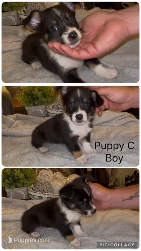 Maverick – Pembroke Welsh Corgi, Miniature Australian Shepherd puppy for sale in Monticello, AR