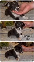 Maverick, a male Pembroke Welsh Corgi and Miniature Australian Shepherd for sale in Monticello, AR – 1 of 3