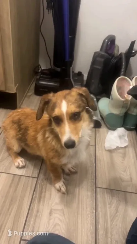 Milo – Pembroke Welsh Corgi, Miniature American Shepherd puppy for sale in Monticello, AR