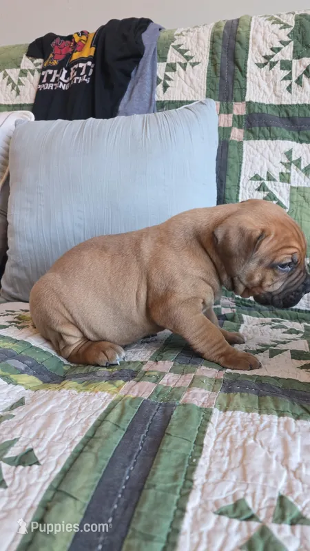 Male 2 – Boerboel puppy for sale in Glenwood, IA