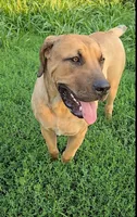 Female 1, a female Boerboel for sale in Glenwood, IA – 2 of 2