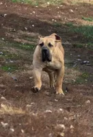 Queenie, a female Boerboel for sale in Glenwood, IA – 2 of 3