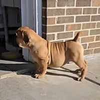 Male 2, a male Boerboel for sale in Glenwood, IA – Photo 2 of 2