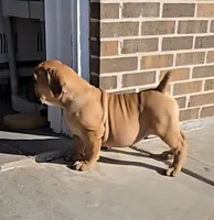 Male 2, a male Boerboel for sale in Glenwood, IA – Photo 2 of 2