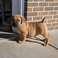 Male 2, a male Boerboel for sale in Glenwood, IA – Photo 1 of 2